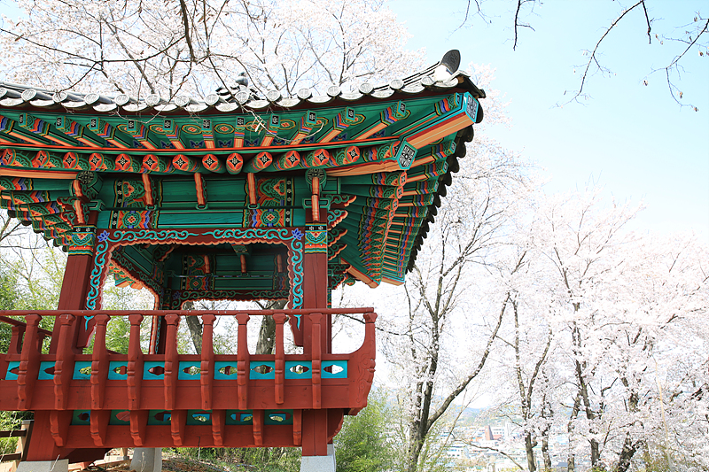 수림정에서 바라본 요천벚꽃