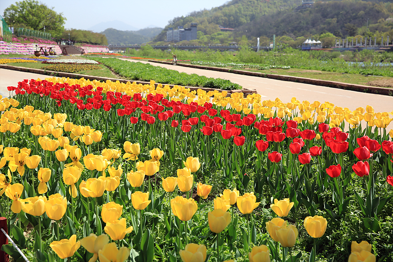 요천변 꽃단지