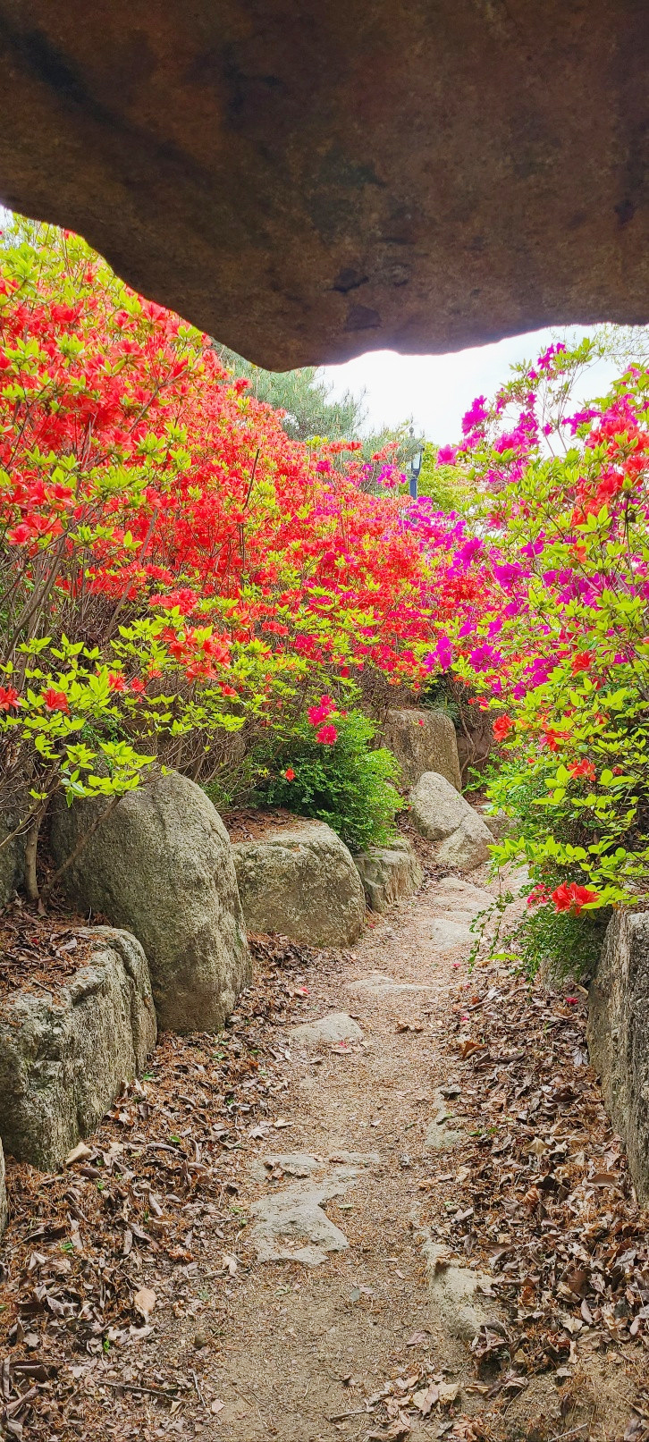 바래봉 철쭉 개화 상황(2023. 4. 24.)