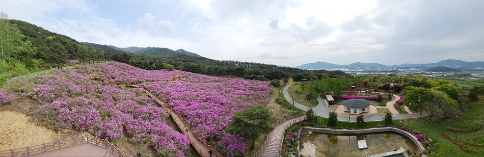 바래봉 철쭉 개화 상황(2023. 4. 24.)