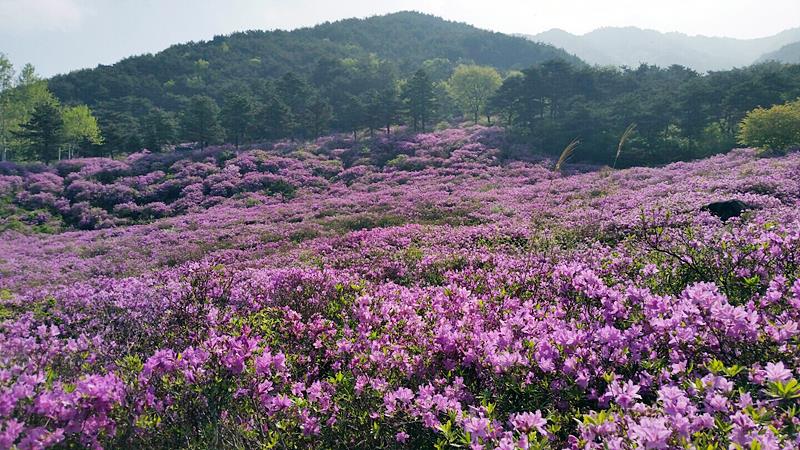 바래봉 철쭉 개화 상태