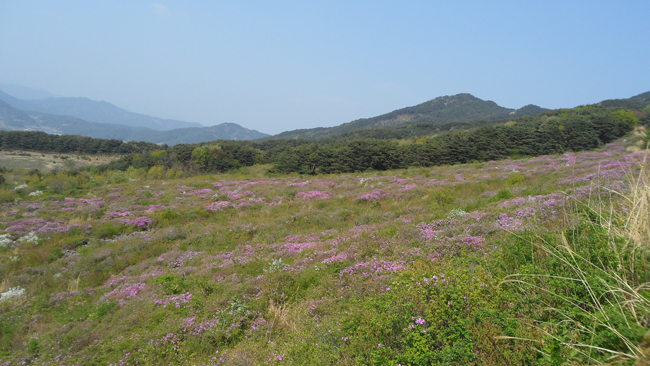 바래봉 철쭉 개화상태