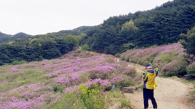 바래봉 철쭉 개화상태