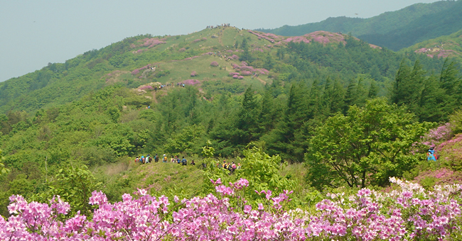 지리산 바래봉 철쭉제