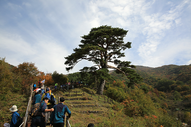 지리산 천년송