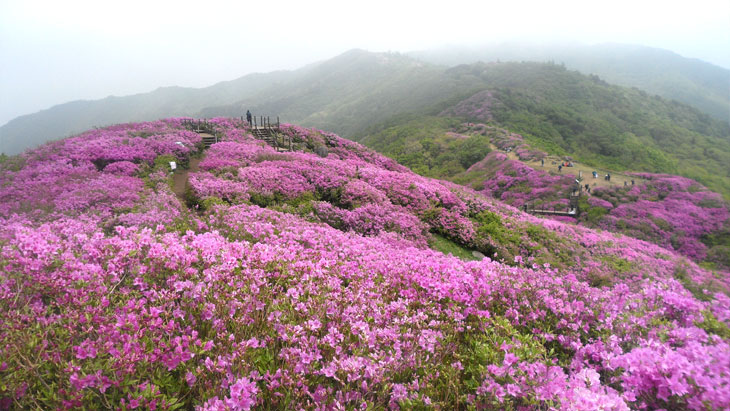 바래봉 철쭉