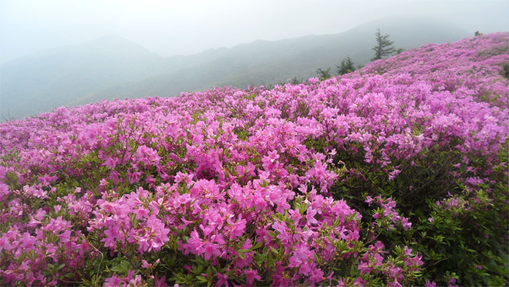 바래봉 철쭉