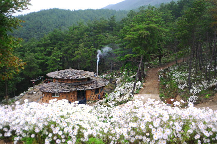 구절초