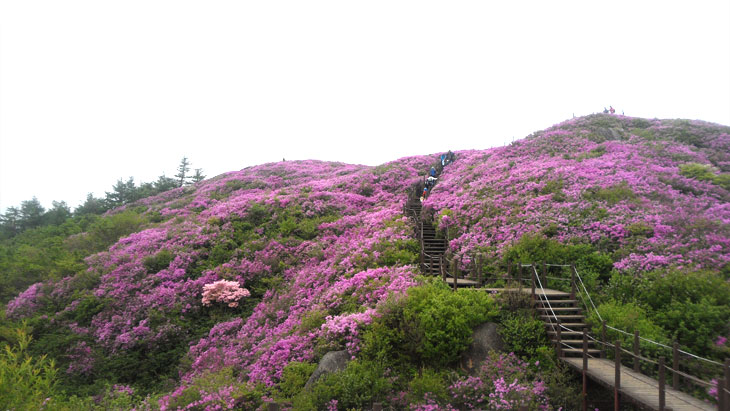 바래봉 철쭉