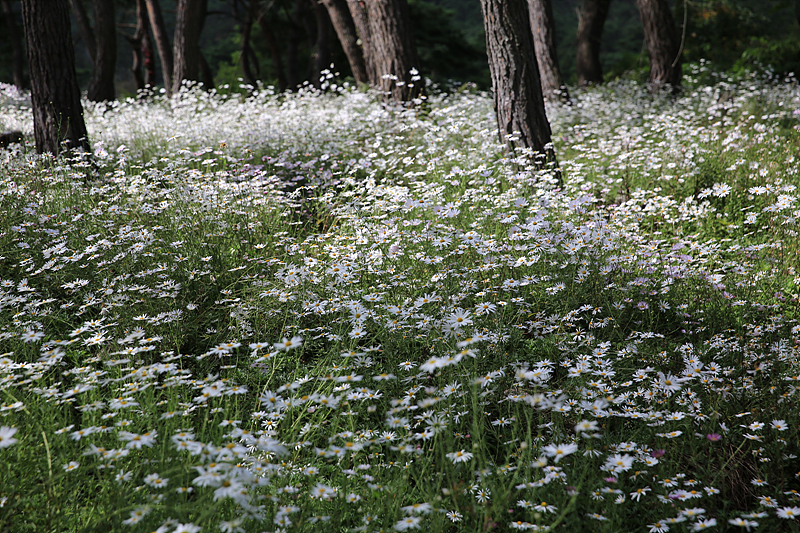 지리산 구절초