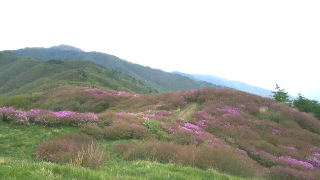 바래봉 철쭉 개화상태