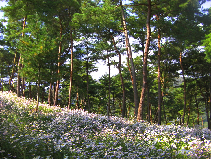 지리산둘레길 구절초