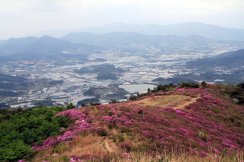 봉화산 철쭉 개화상태