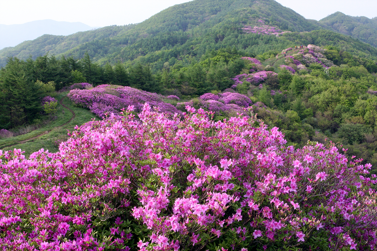 바래봉 철쭉제