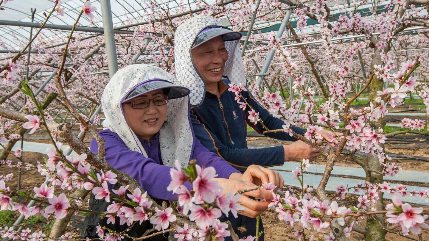 시설하우스 복사꽃 만개