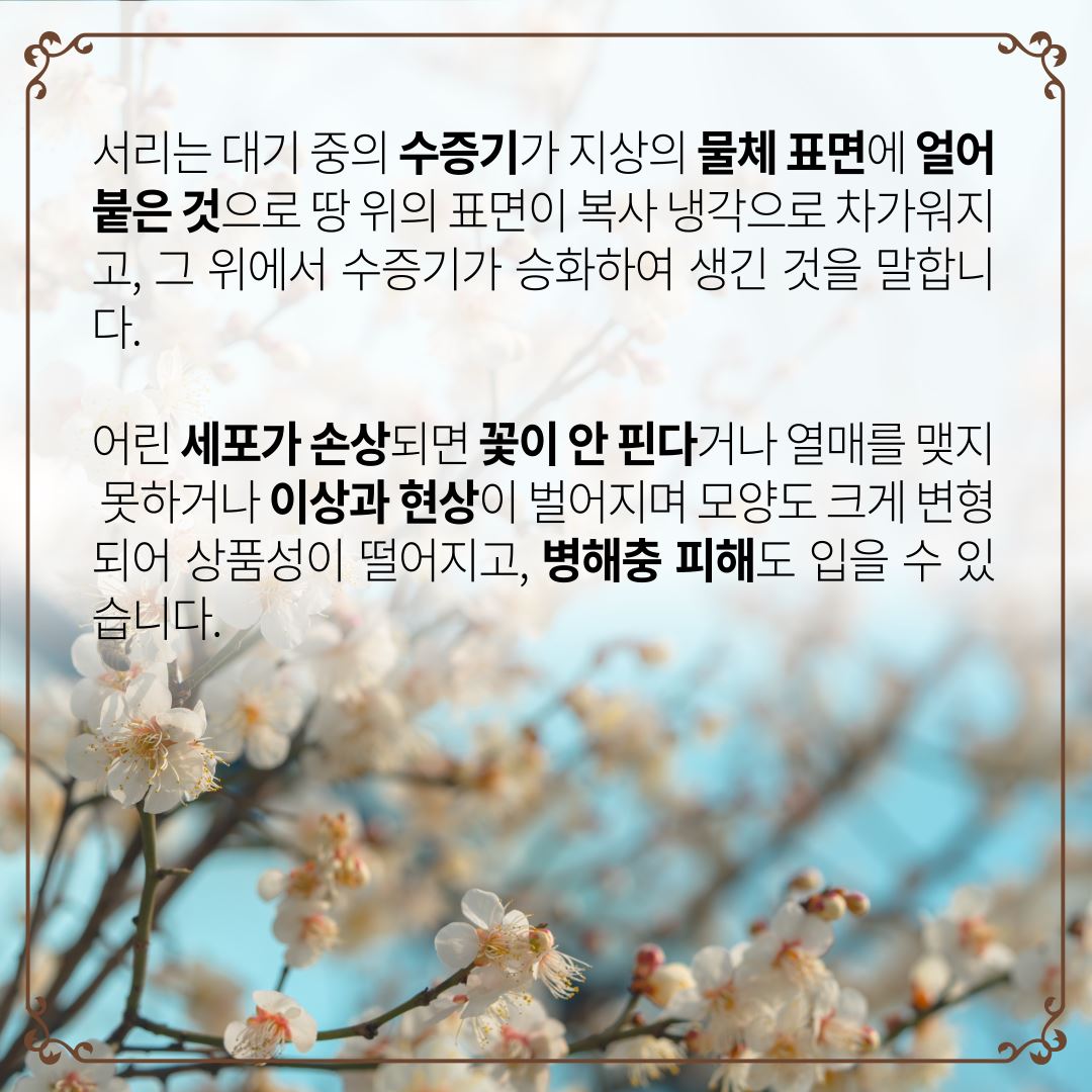 과수개화기서리피해주의.jpg