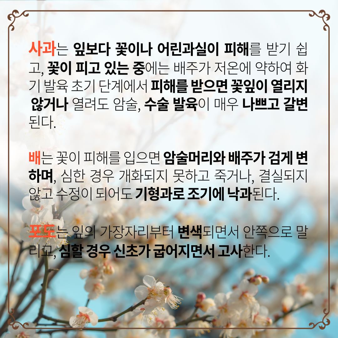 과수개화기서리피해주의3.jpg