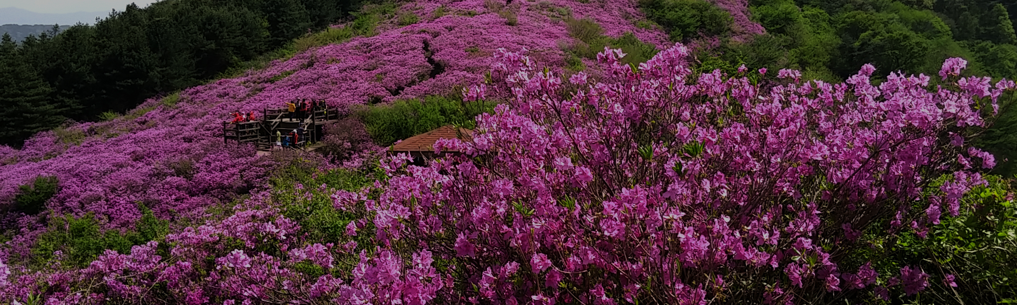 메인