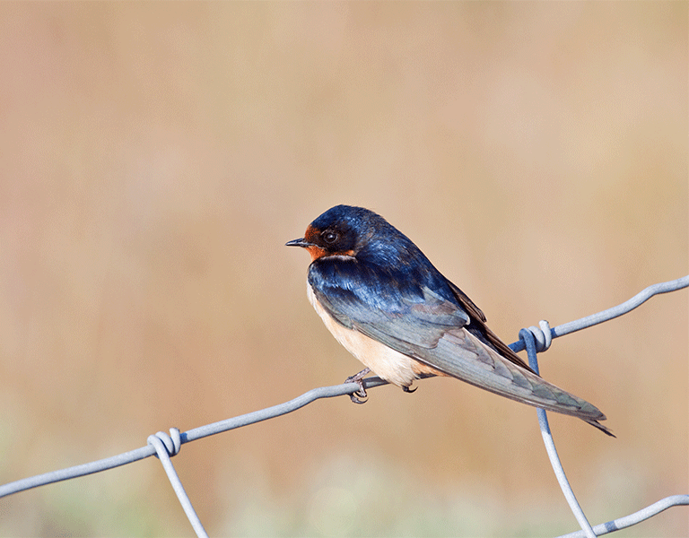 Swallow