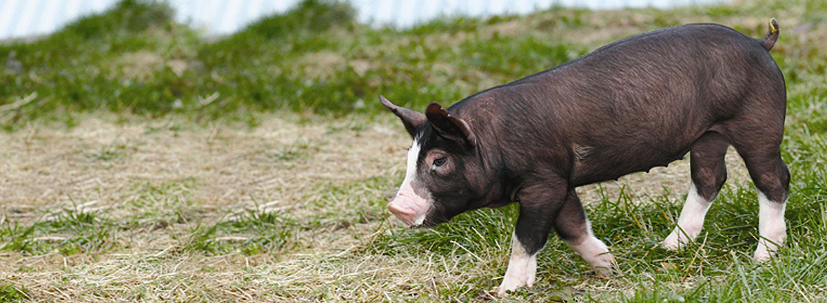 Heukdon (Black Pork)