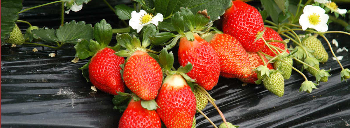 Strawberries