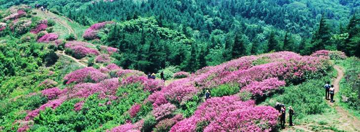 Baraebong Azalea Festival