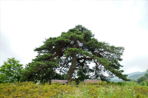 장항마을 사진