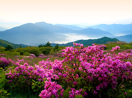 바래봉 철쭉 사진