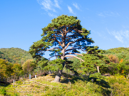 지리산 뱀사골 사진