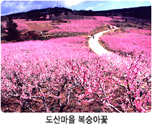 도산마을 복숭아꽃