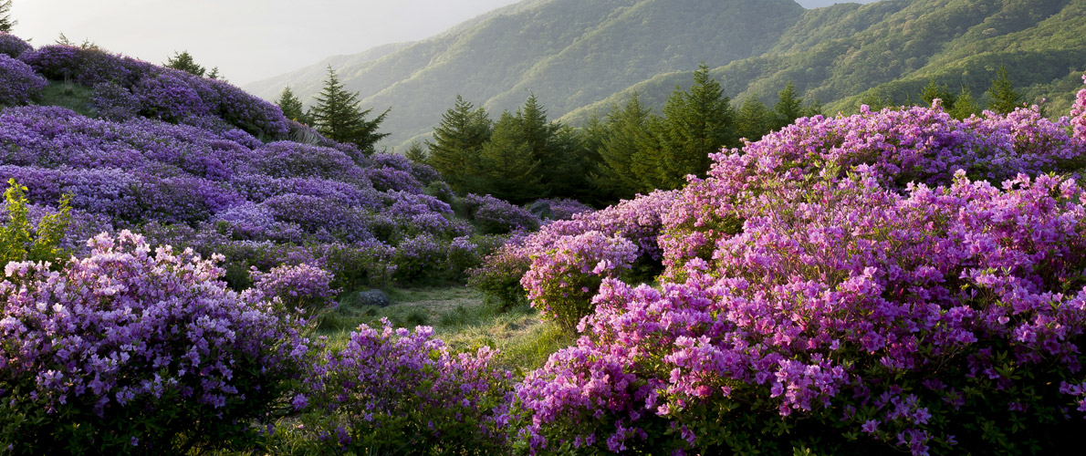 바래봉철쭉