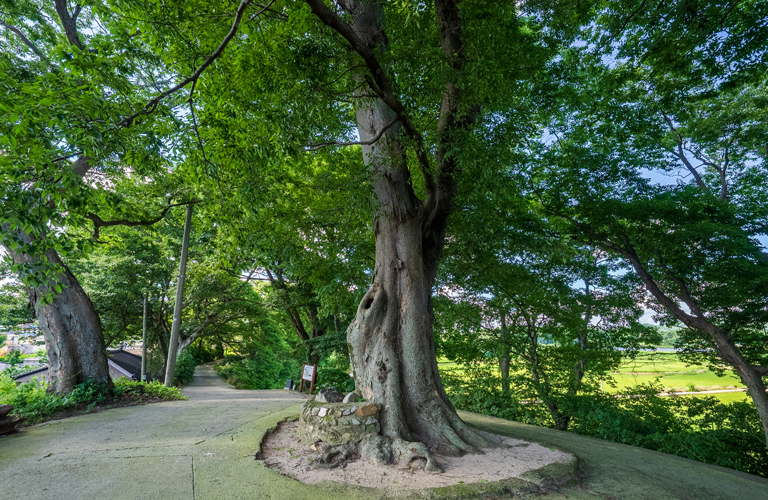 신기당산